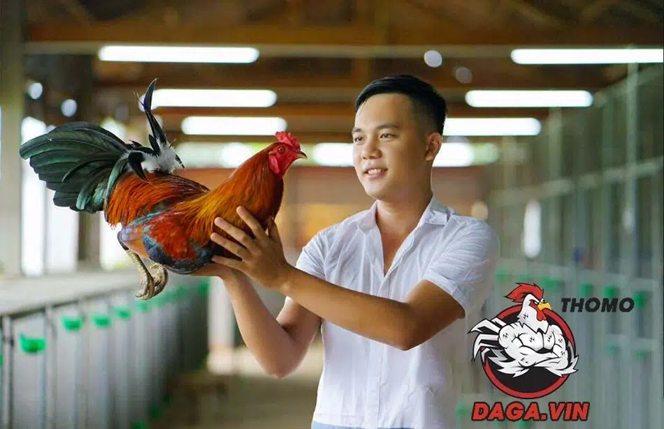 Cách Nuôi Gà Đá Chân Mạnh - Bí Quyết Cho Gà Có Lực Đá Ngàn Cân 3 cách Chăm sóc toàn diện