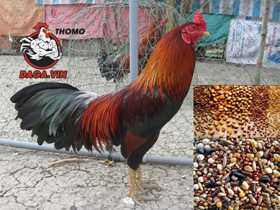 Cách Nuôi Gà Đá Chân Mạnh - Bí Quyết Cho Gà Có Lực Đá Ngàn Cân 2 các Chế độ dinh dưỡng đầy đủ, cân bằng