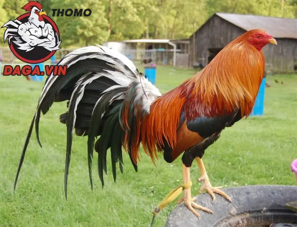 Cách Nuôi Gà Đá Chân Mạnh - Bí Quyết Cho Gà Có Lực Đá Ngàn Cân 1 cách Lựa chọn giống gà tốt là nền tảng vững chắc