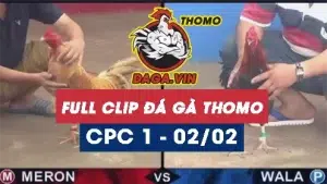 Full Video phát lại Trực tiếp đá gà Thomo ngày 2/2/2024