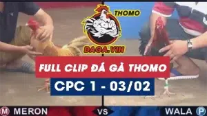 Full Video phát lại Trực tiếp đá gà Thomo ngày 3/2/2024