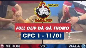 Full Video phát lại Trực tiếp đá gà Thomo ngày 11/1/2024