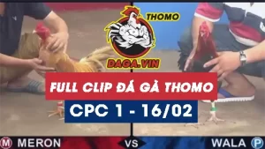 Full Video phát lại Trực tiếp đá gà Thomo ngày 17/2/2024
