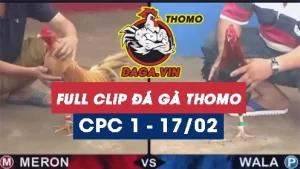 Full Video phát lại Trực tiếp đá gà Thomo ngày 17/2/2024