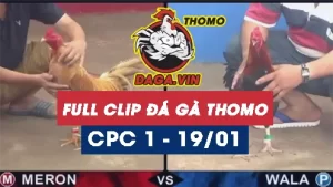 Full Video phát lại Trực tiếp đá gà Thomo ngày 19/1/2024