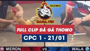 Full Video phát lại Trực tiếp đá gà Thomo ngày 21/1/2024