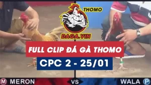 Full Video phát lại Trực tiếp đá gà Thomo ngày 25/1/2024