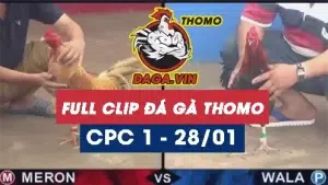 Full Video phát lại Trực tiếp đá gà Thomo ngày 28/1/2024