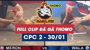 Full Video phát lại Trực tiếp đá gà Thomo ngày 30/1/2024