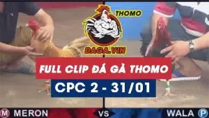 Full Video phát lại Trực tiếp đá gà Thomo ngày 31/1/2024