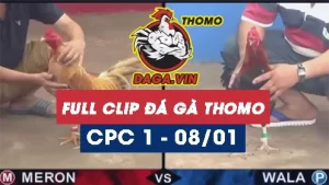 Full Video phát lại Trực tiếp đá gà Thomo ngày 8/1/2024
