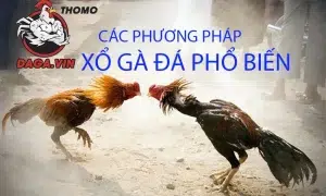 đa dạng Các phương pháp xổ gà đá phổ biến