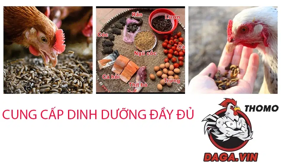 Cung cấp dinh dưỡng đầy đủ 