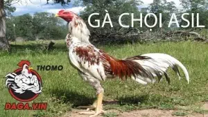 giới thiệu Gà chọi Asil
