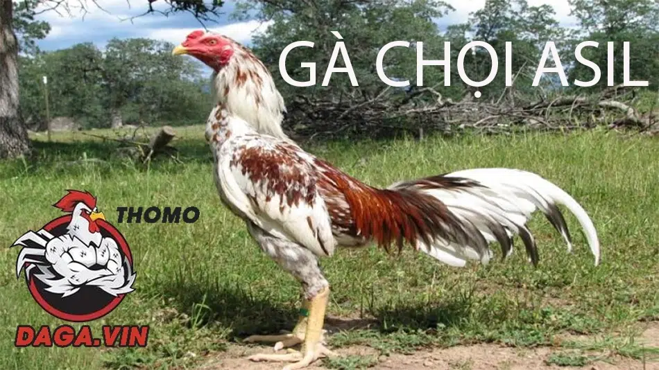 Điểm Danh Top 8 Giống Gà Chọi Hay Được Ưa Chuộng Nhất 2 giới thiệu Gà chọi Asil