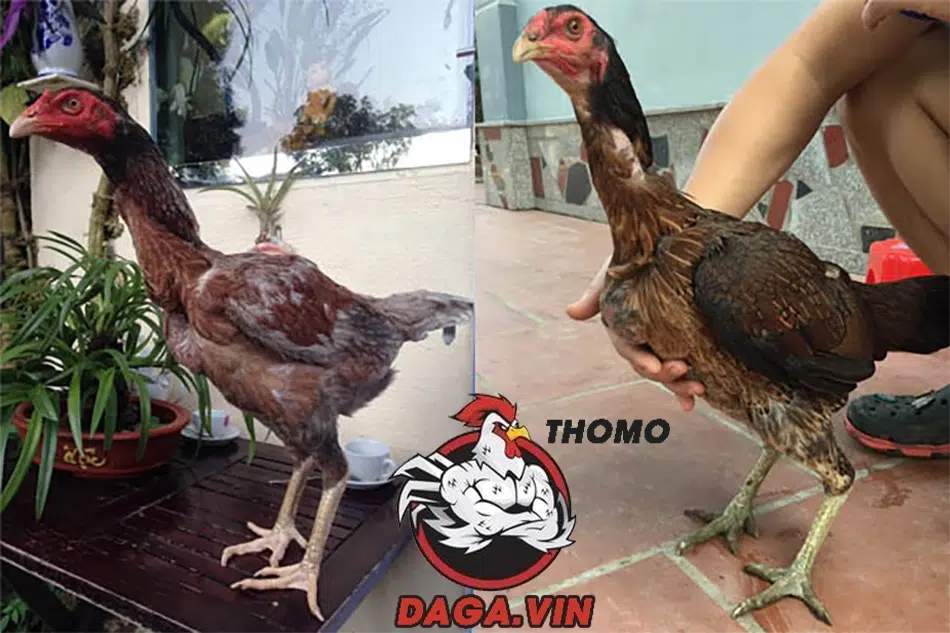 Tiêu chí để chọn gà mái chọi làm giống