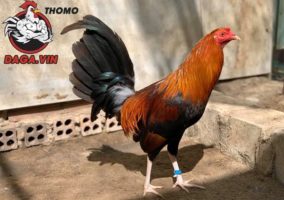 cách Bật mí thêm kinh nghiệm chọn gà tre đá cựa hay từ các cao thủ