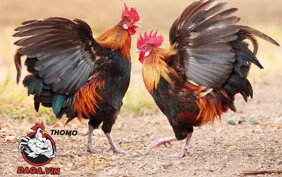 Cần huấn luyện cho gà đá thường xuyên