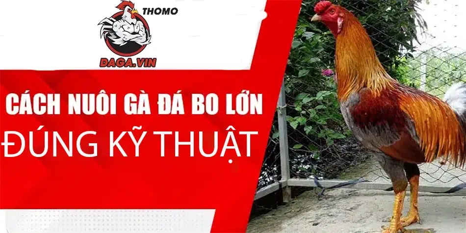 Nuôi Gà Đá Bo Lớn - Kinh Nghiệm Chăm Sóc Gà Của Sư Kê 3 Quy trình nuôi gà đá hiệu quả: chọn giống, ấp, dinh dưỡng, huấn luyện