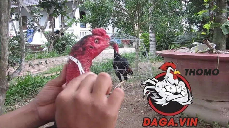 Khám Phá Cách Tỉa Lông Gà Chọi Cực Chuẩn Trong Năm 2025 2 Các bước thực hiện tỉa lông gà chọi