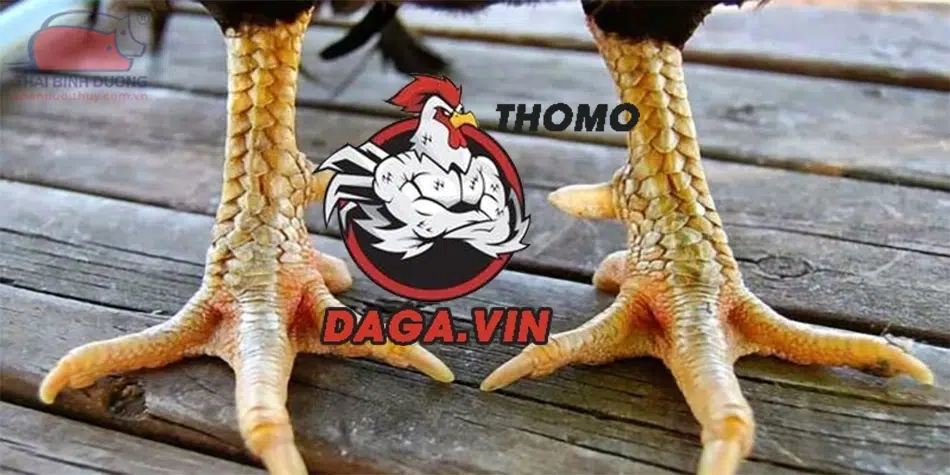 Tất tần tật từng bước xem chân gà hiệu quả nhất