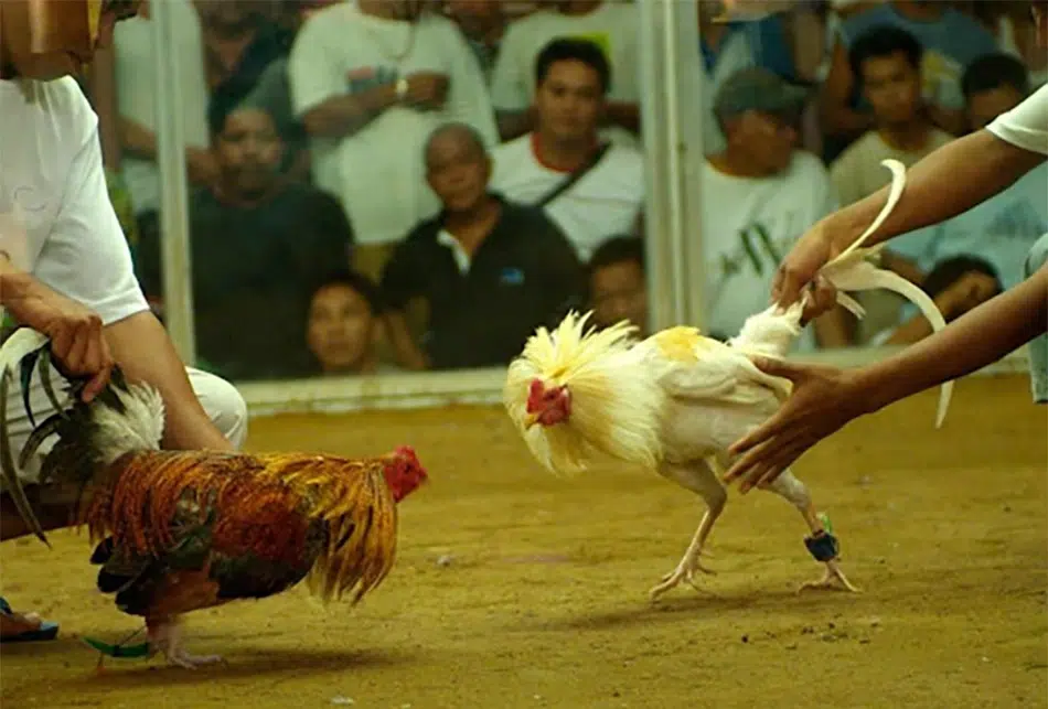 Xổ gà chọi rèn luyện cho chiến kê