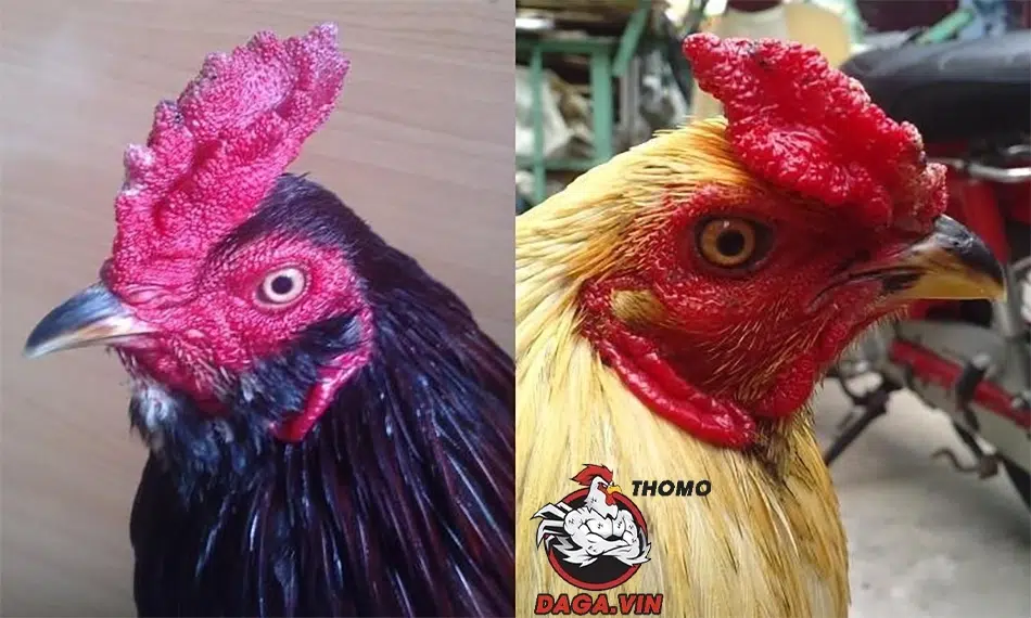 5 mồng gà được lựa chọn lai tạo phổ biến