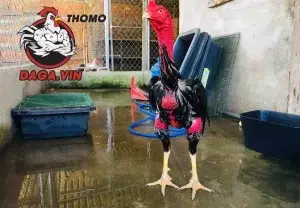 đa dạng Các giống gà đá chân mạnh nổi tiếng 