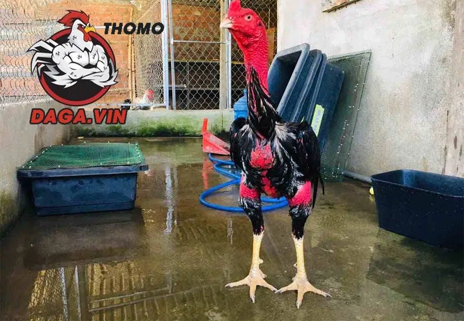 Các giống gà đá chân mạnh nổi tiếng 