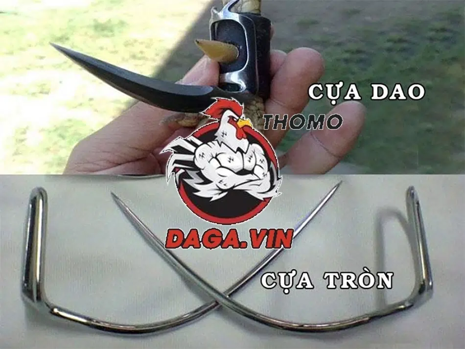 Hướng Dẫn Quy Trình Lên Cựa Gà Đá Đúng Cách Từ Sư Kê 1 nhiều loại cựa gà đá phổ biến hiện nay