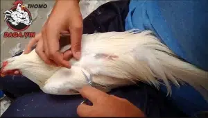 những lưu ý quan trọng khi tỉa lông gà chọi