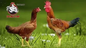 đa dạng Các phương pháp đổ gà đá phổ biến