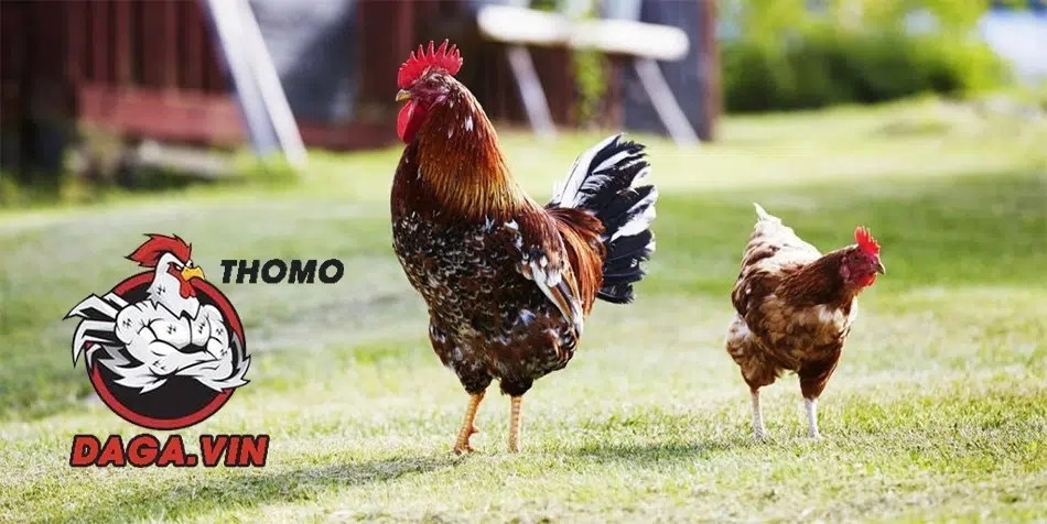 Kỹ Thuật Lai Tạo Gà Đá Cựa Chiến Đấu Bất Bại Mới Nhất 2025 1 Gà đá cựa nổi bật nhờ gen lai tạo, chiến đấu vượt trội