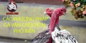 nhiều phương pháp vần gà chọi non phổ biến