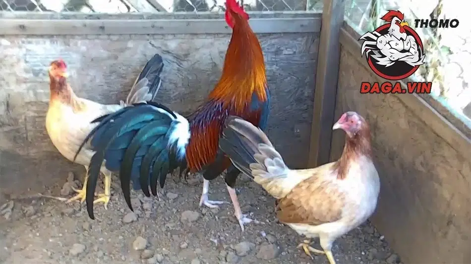 Bí Quyết Lai Tạo Gà Đá Thành Công – Nghệ Thuật Đổ Chiến Kê 3 Các yếu tố cần lưu ý khi đổ gà đá