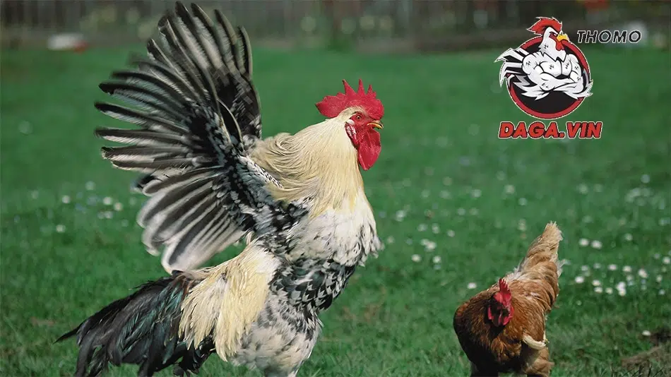 Ép cân gà chọi đúng cách, khoa học để đảm bảo sức khỏe