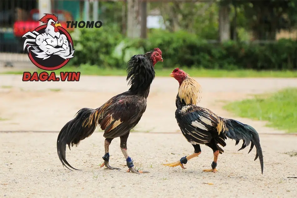 hướng dẫn Cách huấn luyện gà đá cựa sắt