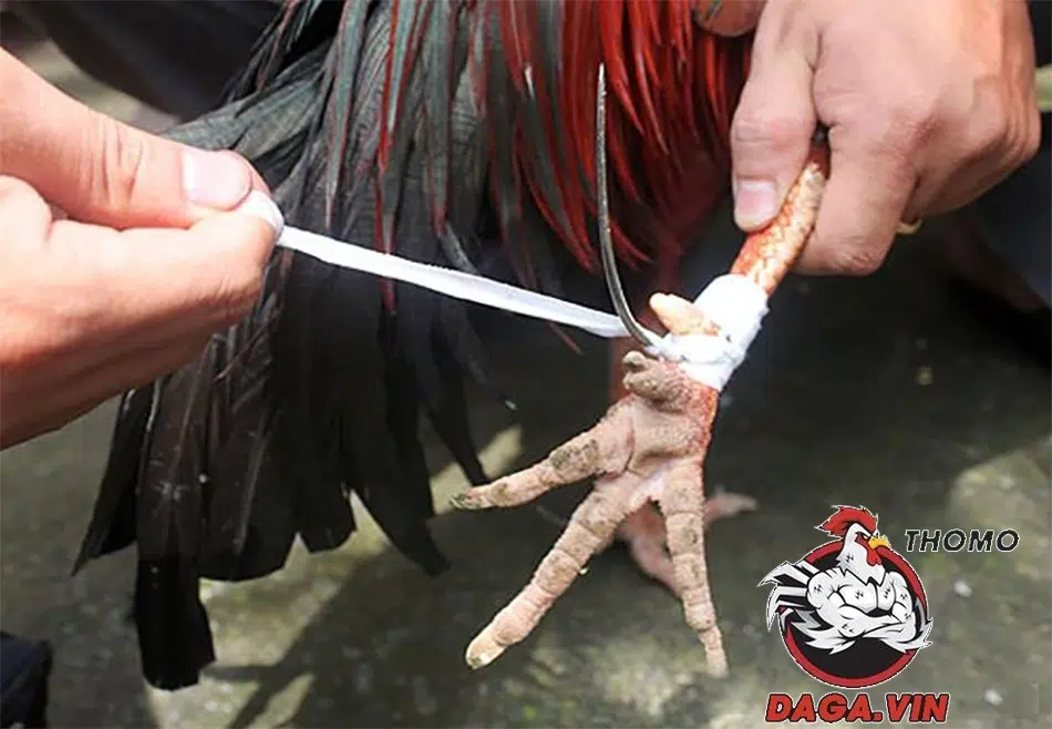 Hướng Dẫn Quy Trình Lên Cựa Gà Đá Đúng Cách Từ Sư Kê 2 Cách lên cựa gà đá đúng kỹ thuật