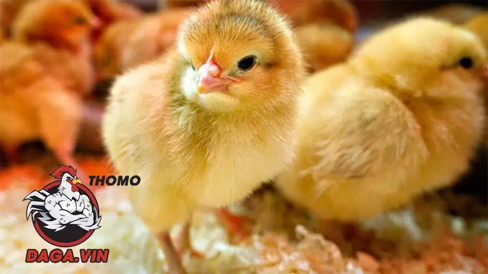 Chăm sóc gà chọi mới nở để chúng phát triển khỏe mạnh