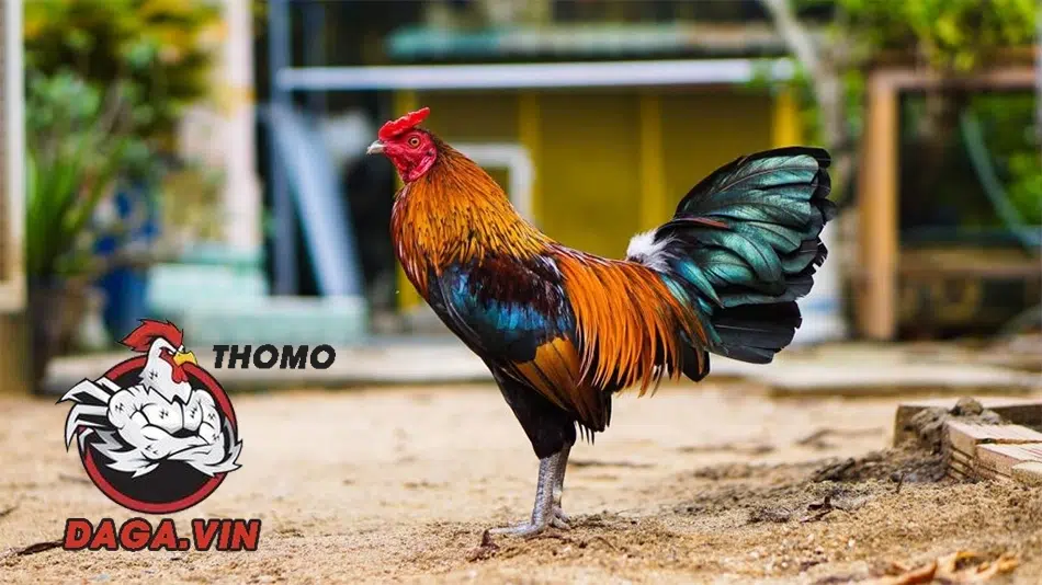 Chia Sẻ Cách Nuôi Gà Đá Lông Bóng Mượt, Đẹp Mã Hiệu Quả 1 Cách nuôi gà đá lông bóng mượt