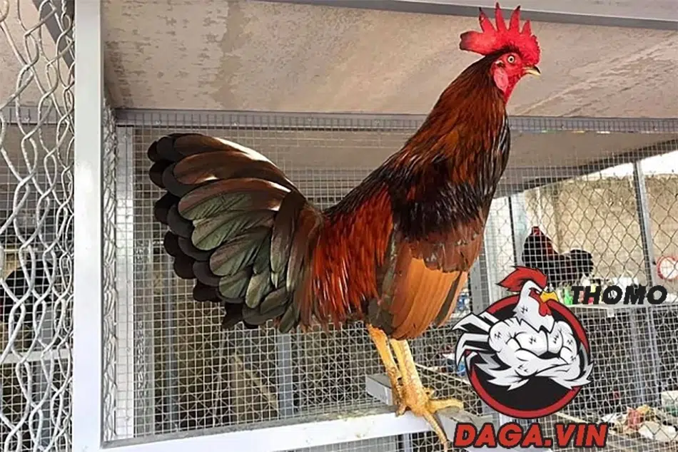 Chăm sóc gà đá Mỹ cựa sắt: Kinh nghiệm tối ưu hóa khả năng chiến đấu