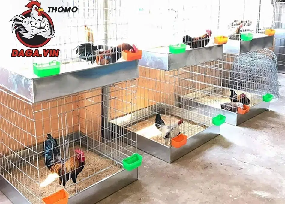 Hướng dẫn cách phòng tránh các bệnh ở gà