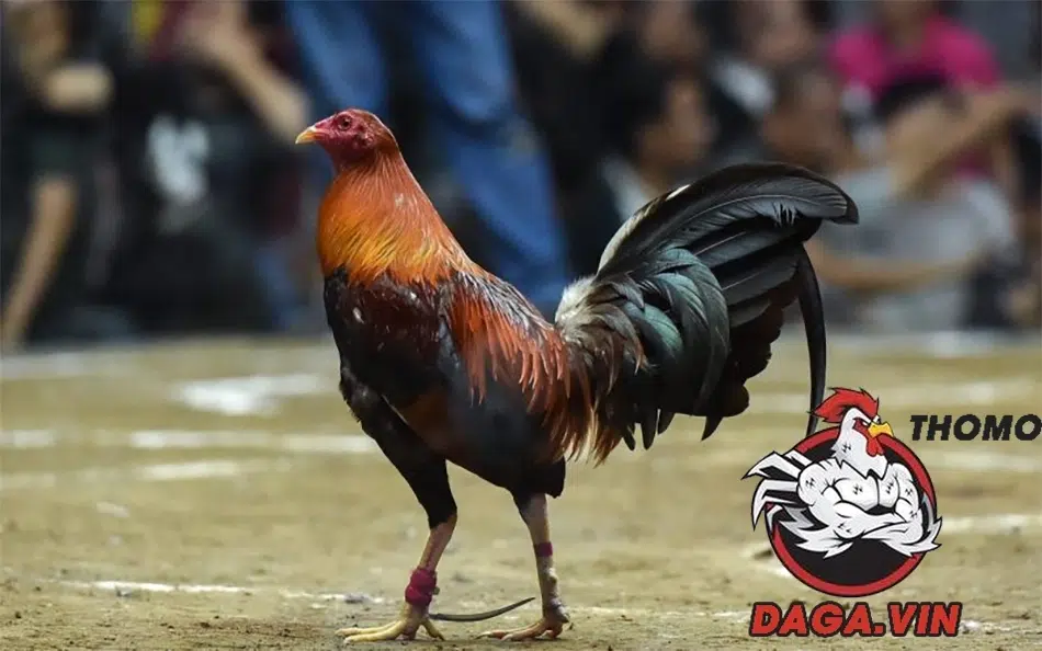 Cách phòng và điều trị bệnh cho gà đá cựa sắt