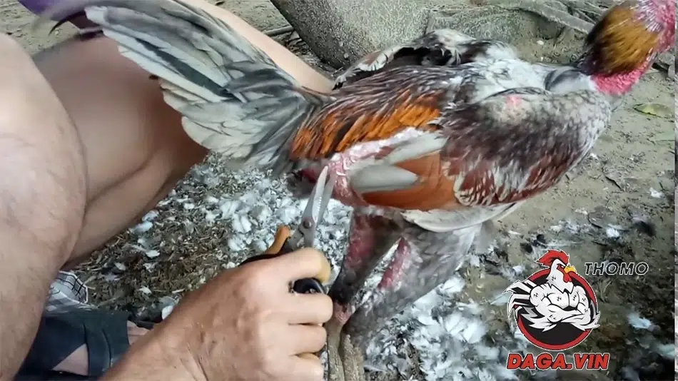 Khám Phá Cách Tỉa Lông Gà Chọi Cực Chuẩn Trong Năm 2025 3 Cách tỉa lông gà chọi đúng kỹ thuật