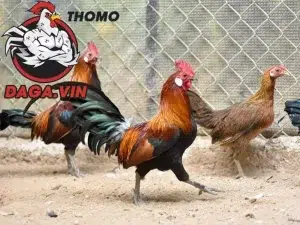 cách Chăm sóc, nuôi dưỡng gà rừng