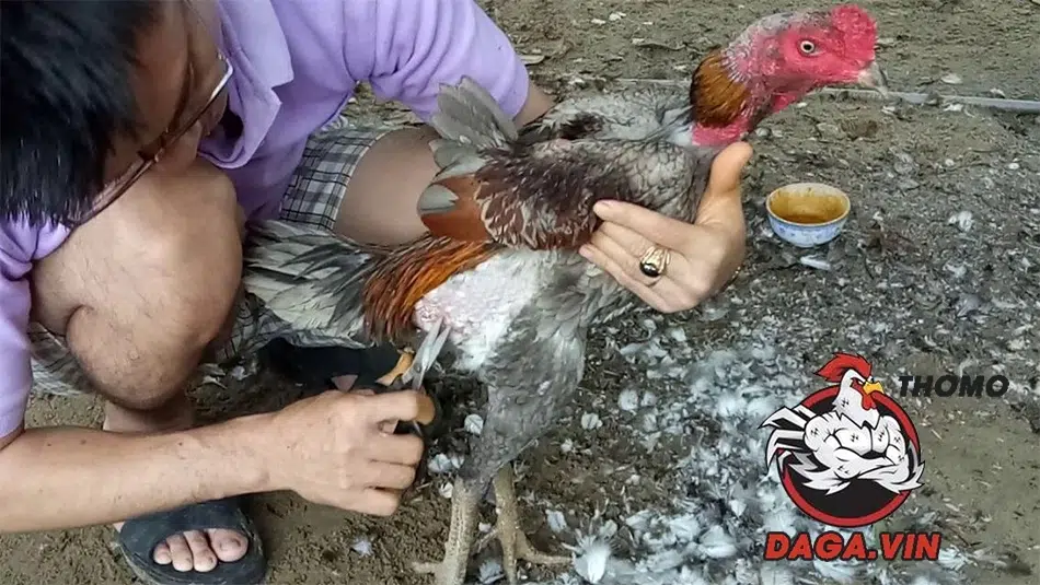 Bí quyết nuôi gà đá có lực, đá đòn hiểm, lực đá mạnh 5 cách Chăm sóc sức khỏe đúng cách tại daga