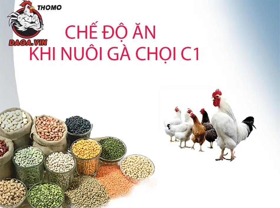 Chế độ ăn khi nuôi gà chọi C1