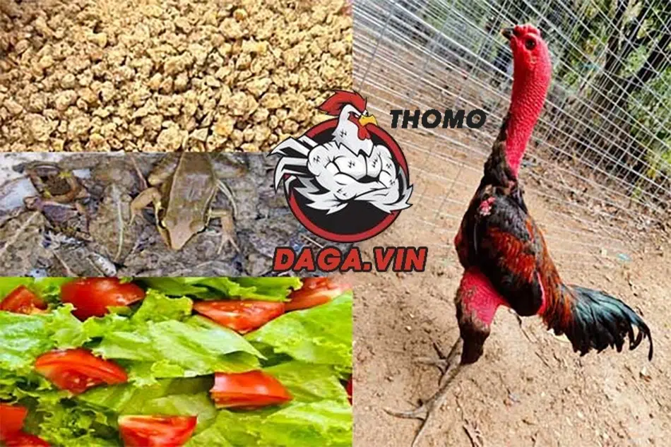 Chia Sẻ Cách Nuôi Gà Đá Lông Bóng Mượt, Đẹp Mã Hiệu Quả 3 Chăm sóc chiến kê khi hoàn thành cắt tỉa lông