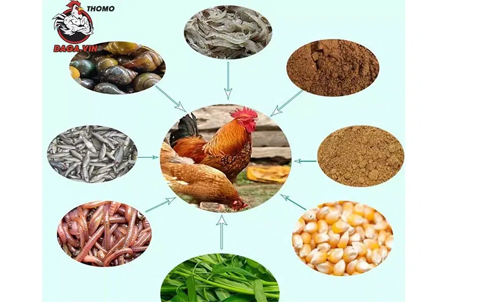 Bí quyết nuôi gà đá có lực, đá đòn hiểm, lực đá mạnh 2 một số Chế độ dinh dưỡng hợp lý