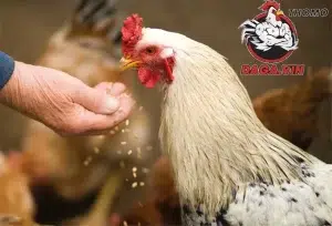 các Chế độ dinh dưỡng hợp lý daga